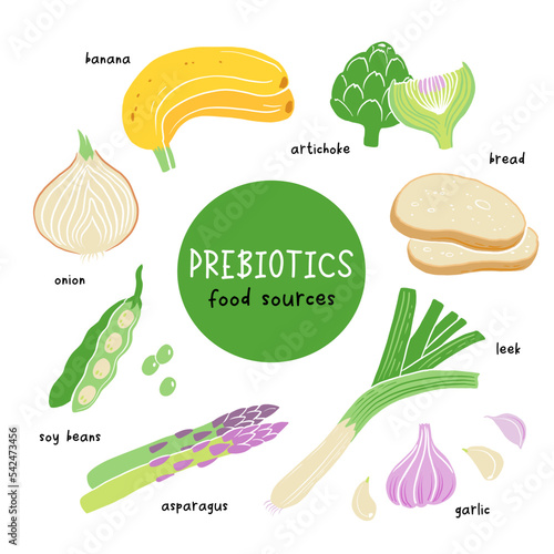 Prebiotic products, sources of these bacteria, nutrient rich food. Flat vector illustration of soy beans asparagus onion banana garlic artichoke