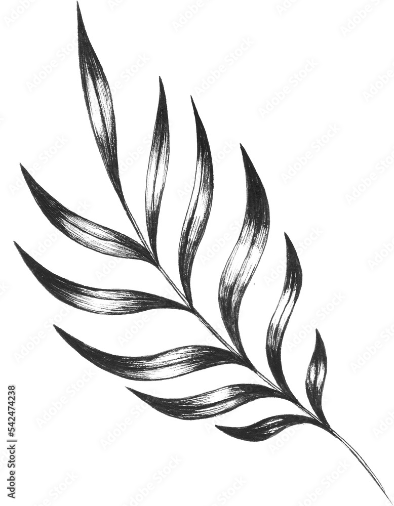 Black and white png graphics, tropical  leaf, palm leaf