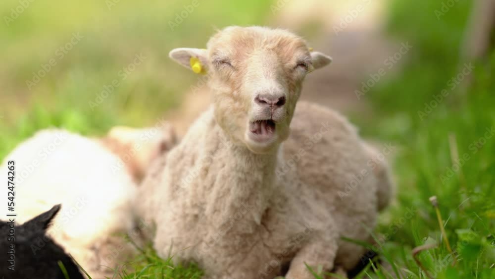 Sheep resting on country path with green grass around at farm, eyes closed, chewing Sheep resting on country path with green grass around at farm, eyes closed, chewing