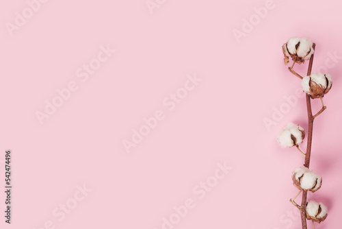 Top view of Cotton flower on pastel pink paper background with copy space, overhead. Minimalism flat lay composition for bloggers, artists, social media, magazines. Natural organic fiber, agriculture