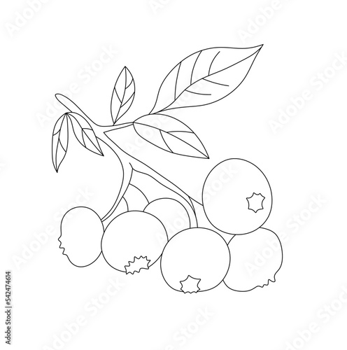 Vector isolated  blueberries cranberry bush twig branch with leaves and berries colorless black and white contour line easy drawing