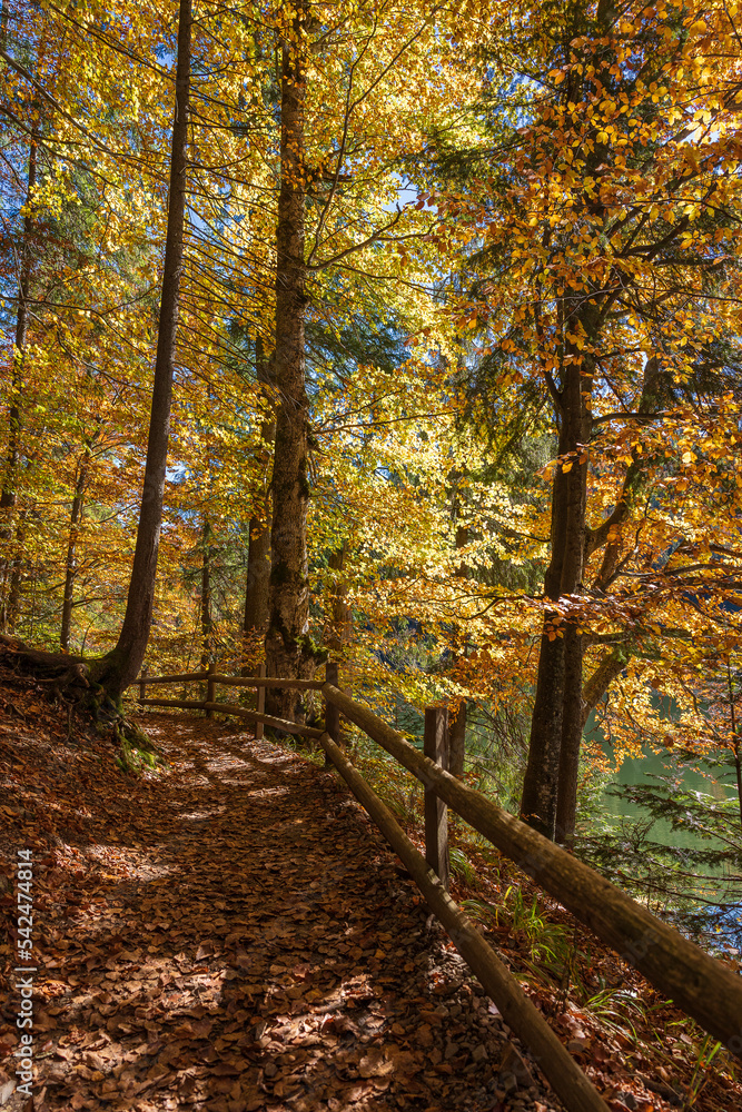 Forest path with a wooden fence next to lake Synevyr on a sunny autumn day. West Ukraine Forest path with a wooden fence next to lake Synevyr on a sunny autumn day. West Ukraine