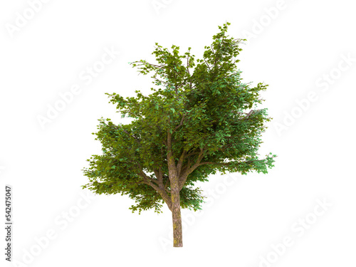 3d illustration of a tree on a transparent background