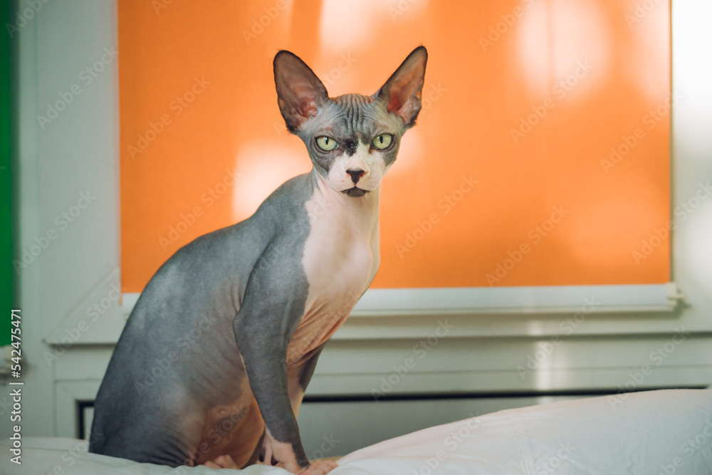 Portrait of Sphynx cat. Domestic cat