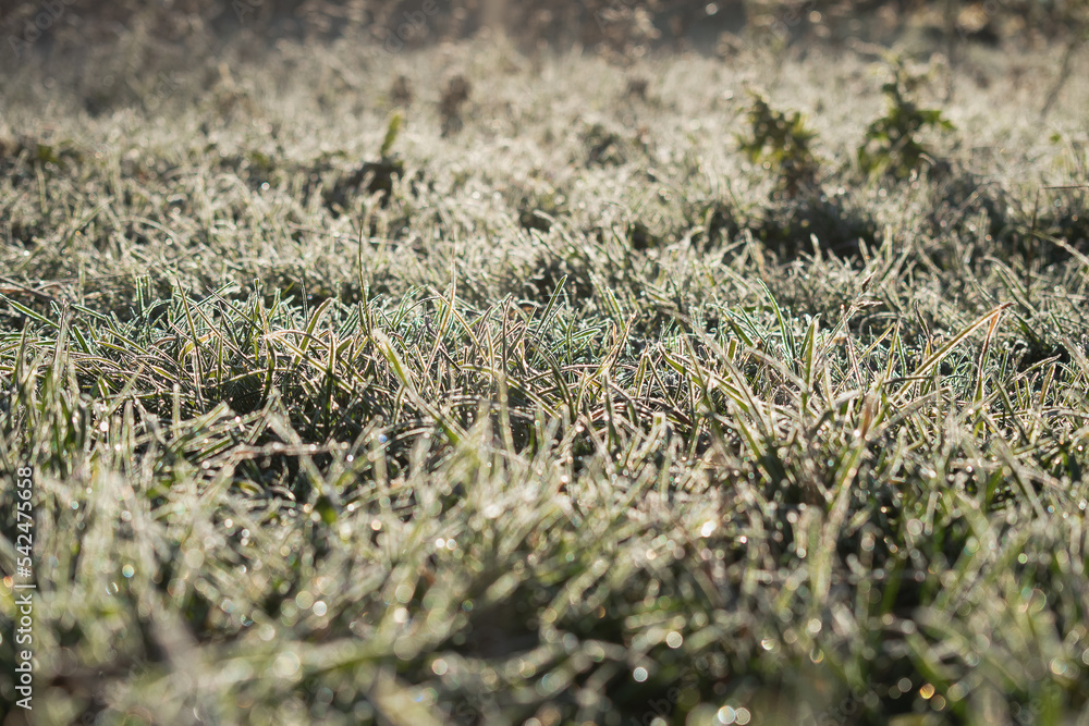 Young grass is covered with condensation as a result of a drop i Young grass is covered with condensation as a result of a drop i