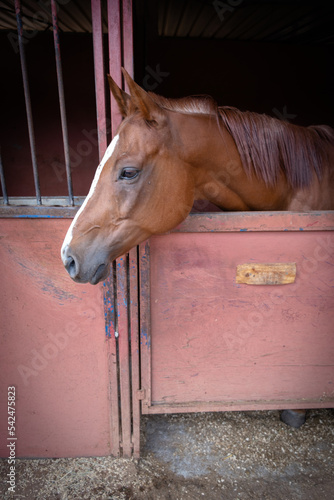 Portrait brown horse resting in her stable
