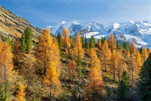 Herbststimmung im Val Morteratsch  Berninagruppe mit Morteratschgletscher  Piz Bernina  Piz Bianco  Bellavista  Pontresina  Engadin  Graub  nden  Schweiz