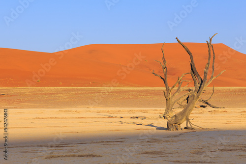 Deadvlei, white clay pan located inside the Namib-Naukluft Park in Namibia.Africa. © Tomasz Wozniak
