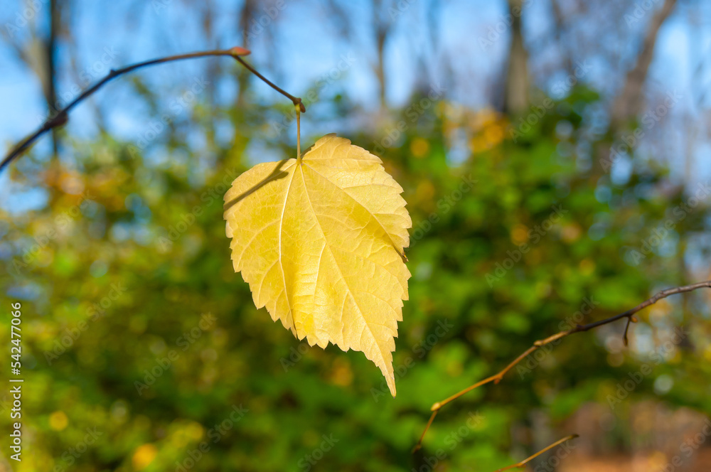 Yellow leaf on branch close up in autumn park Yellow leaf on branch close up in autumn park