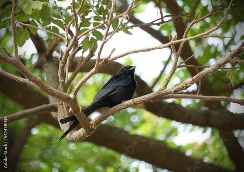 Black Bird on a Tree Branch © Satheesh