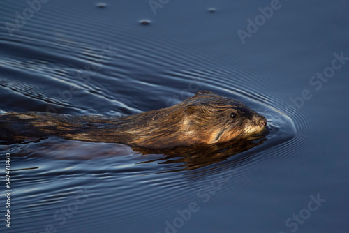 Cute fluffy brown muskrat is swimming in the blue waters.