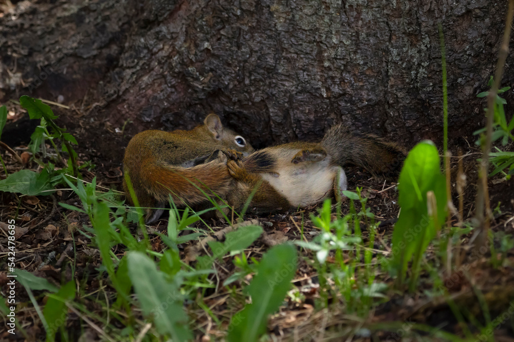 Baby squirrels are chasing each other in the forest in summer. Baby squirrels are chasing each other in the forest in summer.