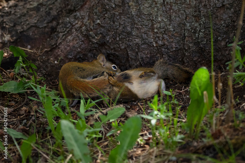 Fototapeta Naklejka Na Ścianę i Meble -  Baby squirrels are chasing each other in the forest in summer.