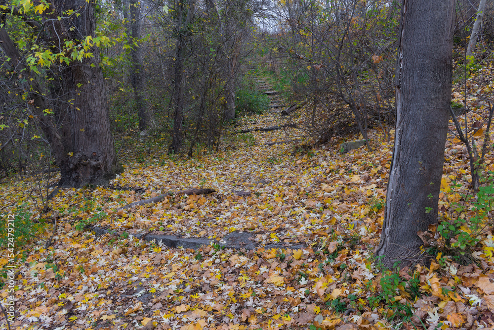 Fallen leaves from the trees covered the ground, autumn came Fallen leaves from the trees covered the ground, autumn came