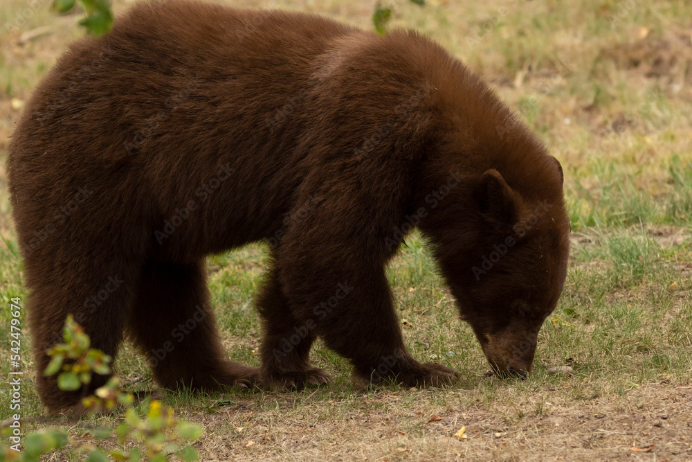 Side view to the brown bear walking in the forest and sniffing the ground.