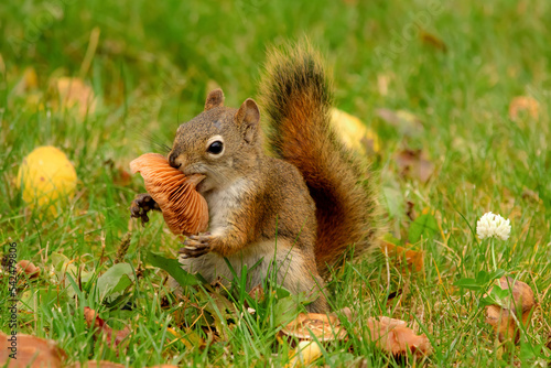 Red squirrel is eating a mushroom in the grass with yellow leaves. photo