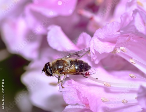 Sunbathing Dronefly