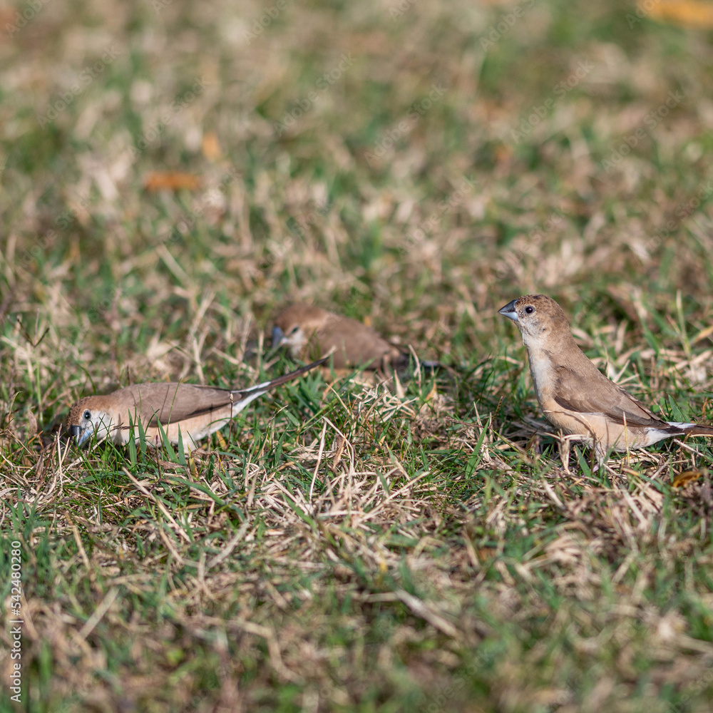 Oiseau capucin bec de plomb posés au sol dans l'herbe d'une prairie Oiseau capucin bec de plomb posés au sol dans l'herbe d'une prairie