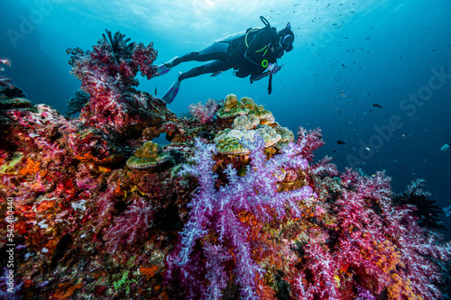 Wallpaper Mural diver exploring a coral reef in the South Andaman Sea / Thailand Torontodigital.ca