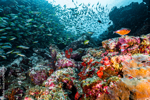 biodiversity at coral reef in the South Andaman Sea / Thailand photo