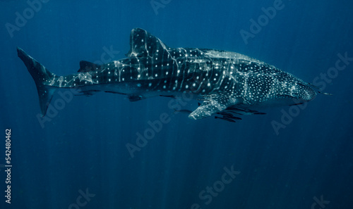 a whale shark - the largest fish in the world  - in Thailand