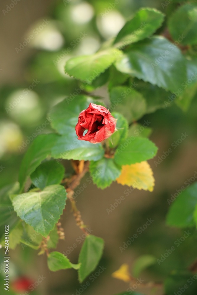 Closeup shot of a red rose bud Closeup shot of a red rose bud