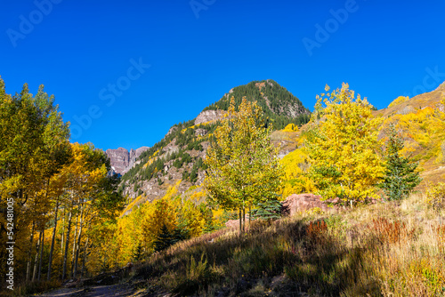 American aspen trees in Colorado rocky mountains autumn fall season peak with clear blue sky in Maroon Bells October morning sunrise with nobody