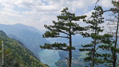 Beautiful shot of pine trees against a scenic enviromental background