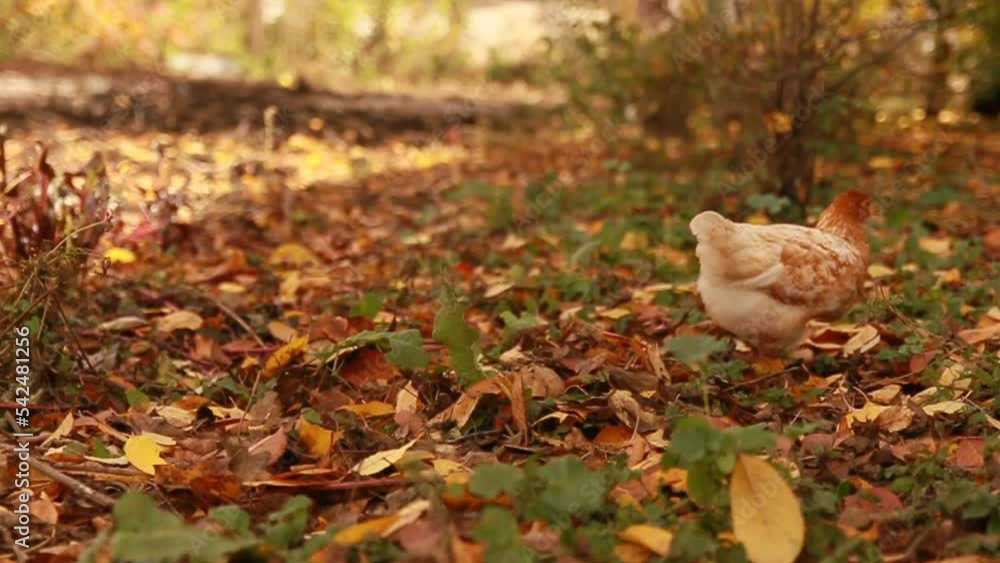 domestic fowl.
chickens walk around the farm and eat domestic fowl.
chickens walk around the farm and eat