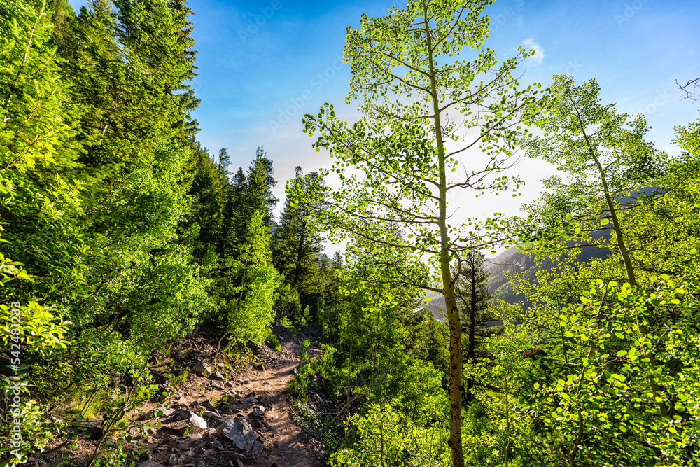Fototapeta premium Sunrise sun behind Aspen tree in Colorado rocky mountains in summer season on Crater Lake hike with nobody in Maroon Bells sunny day and footpath