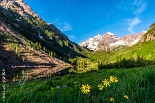 Group of yellow Helianthella uniflora, the oneflower helianthella, wildflowers in foreground of Maroon Bells lake and peak on sunny day in Aspen, Colorado with blue sky