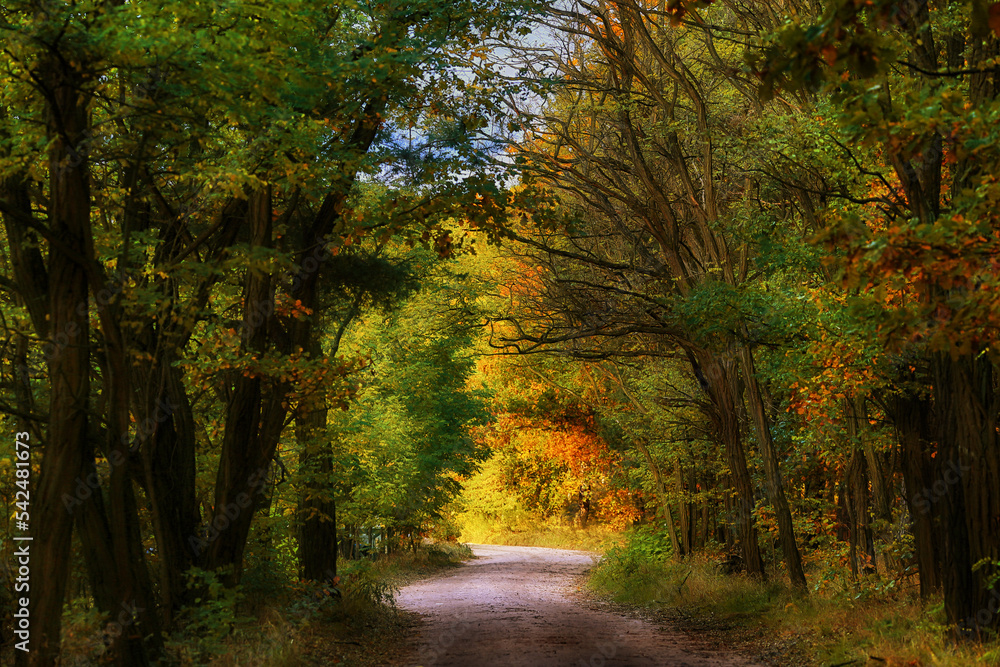 Beautiful autumn landscape with a road in the colorful forest