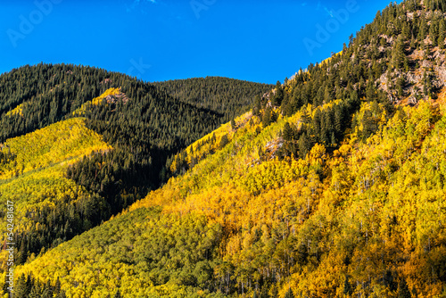 Castle Creek  Colorado colorful yellow orange leaves foliage on american quaking aspen trees in rocky mountains autumn fall peak and blue sky