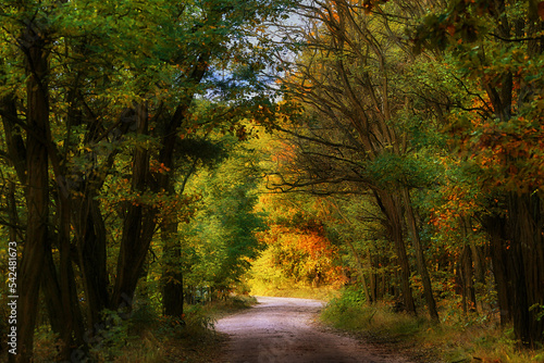 Beautiful autumn landscape with a road in the colorful forest