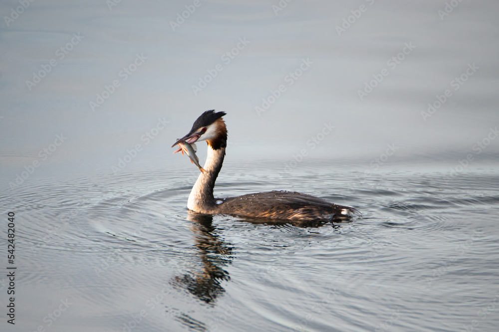 Fototapeta premium Great crested grebe eating a fish in the wetland Haff Reimech in Luxembourg, Podiceps cristatus water bird 