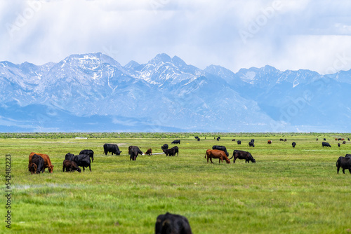 Southwest Colorado Highway 285 with rural countryside farm field pasture and cows near Center and Monte Vista with view of Rocky Mountains in background photo