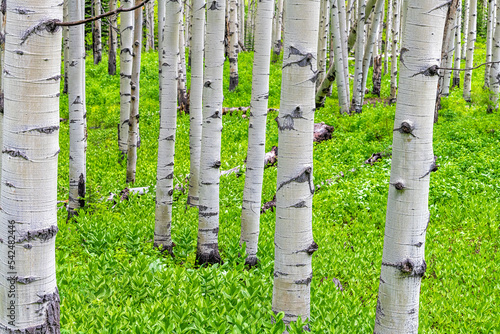 Aspen forest trees grove in summer at Kebler Pass, Colorado in National Forest park mountains with green cover and white trunks with eyes photo