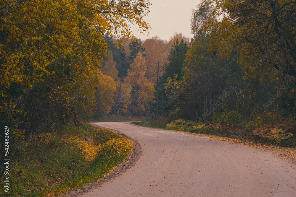 Naklejka premium deciduous forest with autumn foliage. Yellow, orange leaves on ground. Winding sand and gravel dirtroad. Empty highway in Latvian countryside