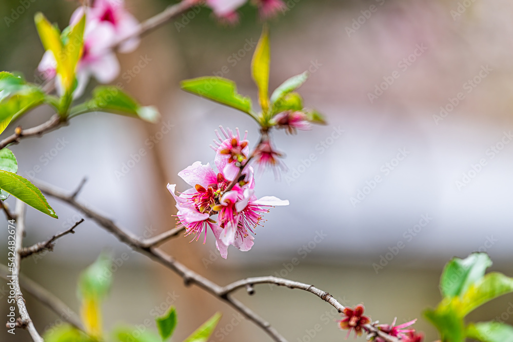 Macro closeup background of bright vibrant vivid pink japanese cherry blossom sakura flowers on tree against bokeh with wet rain drops Macro closeup background of bright vibrant vivid pink japanese cherry blossom sakura flowers on tree against bokeh with wet rain drops
