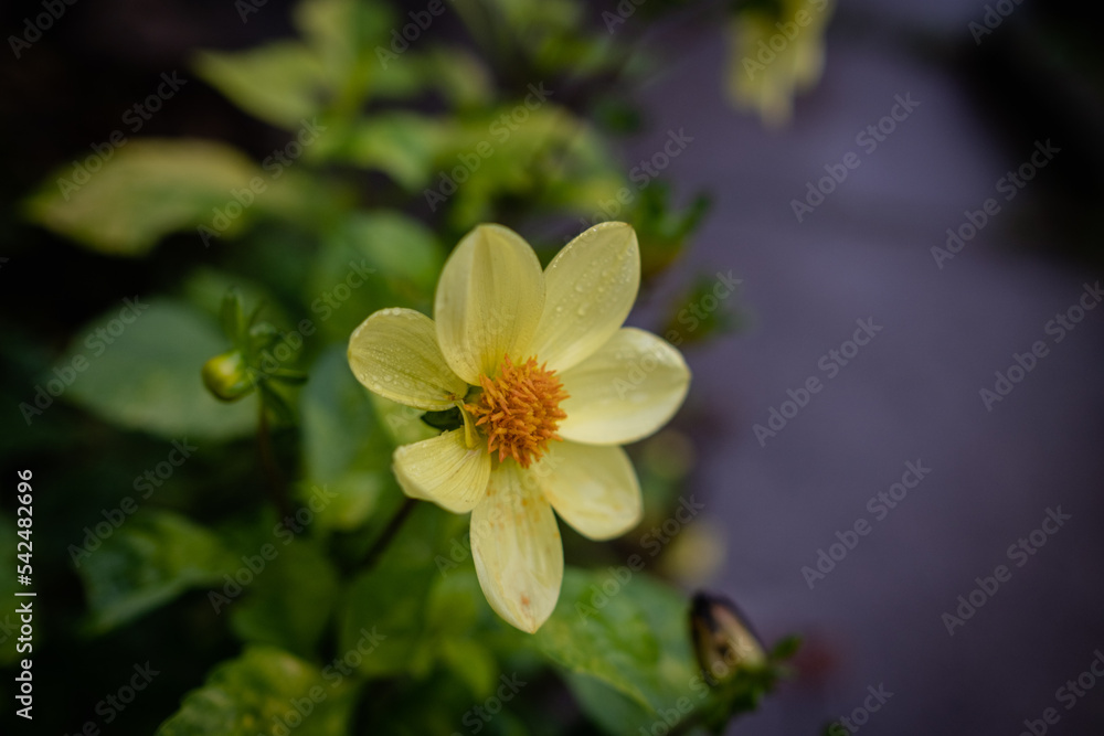 One beautiful large yellow dahlia flower in full bloom on blurred green background, in a garden
One beautiful large yellow dahlia flower in full bloom on blurred green background, in a garden