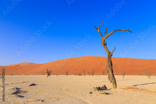 Deadvlei, white clay pan located inside the Namib-Naukluft Park in Namibia.Africa.