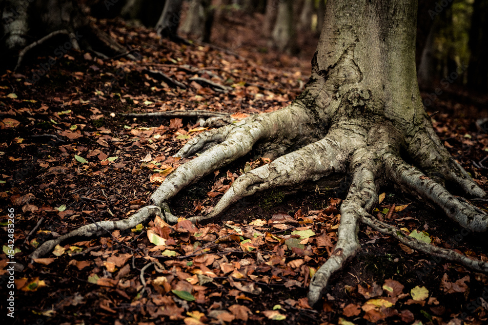 Fototapeta premium Autumnal Treess In The Clent Hills In The West Midlands