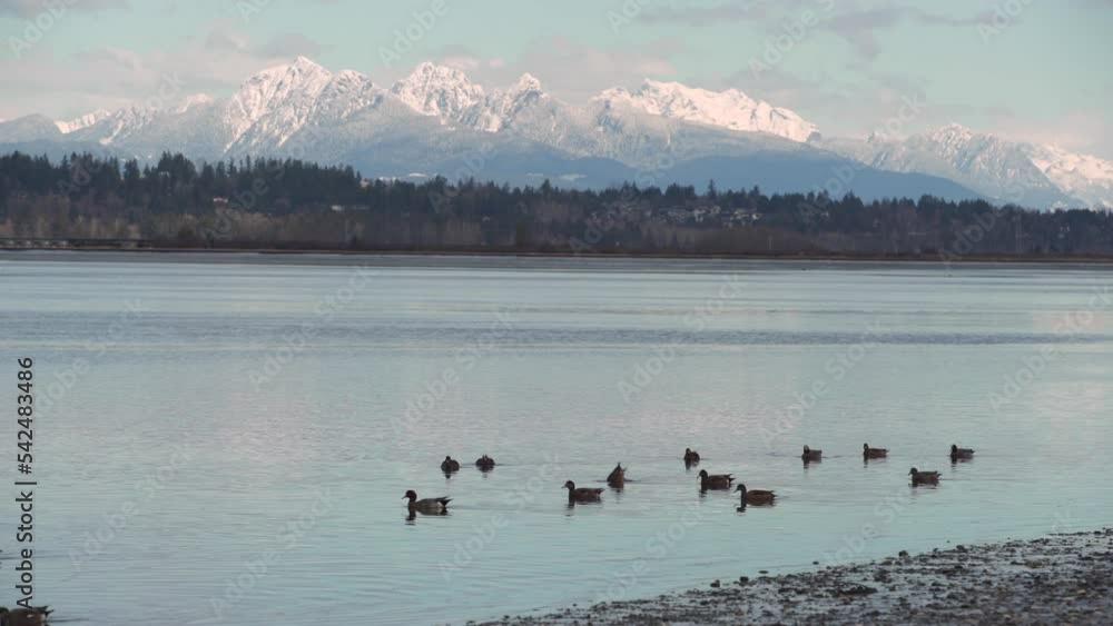 Boundary Bay Ducks and Golden Ears Mountain 4K UHD. Ducks swim along the shore of Blackie Spit at Crescent Beach, Surrey, BC. 4K, UHD.
Boundary Bay Ducks and Golden Ears Mountain 4K UHD. Ducks swim along the shore of Blackie Spit at Crescent Beach, Surrey, BC. 4K, UHD.