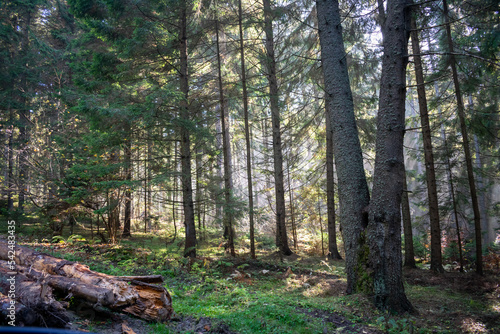 trees in the forest