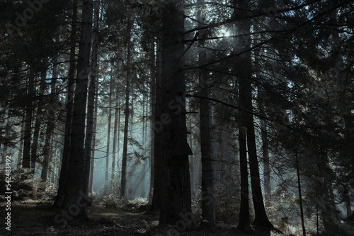 fog in the forest