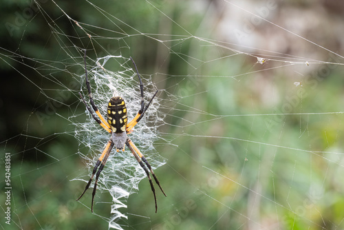 Yellow and black orb weaver spider on web