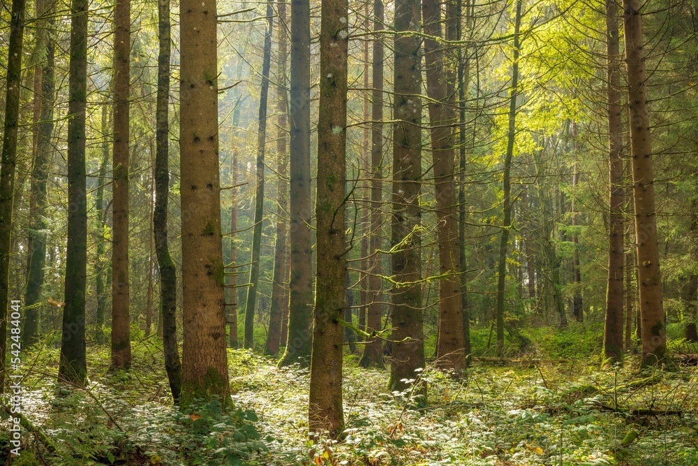 Beautiful forest with trees in Switzerland in the fall on a sunny day Beautiful forest with trees in Switzerland in the fall on a sunny day