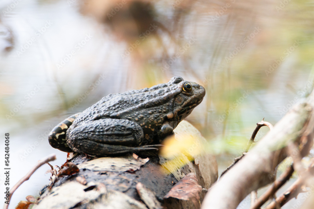 Obraz premium Aga toad, bufo marinus sitting on a tree log, natural environment, amphibian inhabitant wetland 