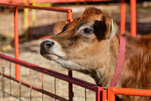 Cows being hand fed in their pens at the farm fair exhibition photo