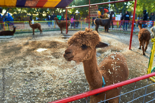 Alpacas being hand fed in their pens at the farm fair exhibition photo